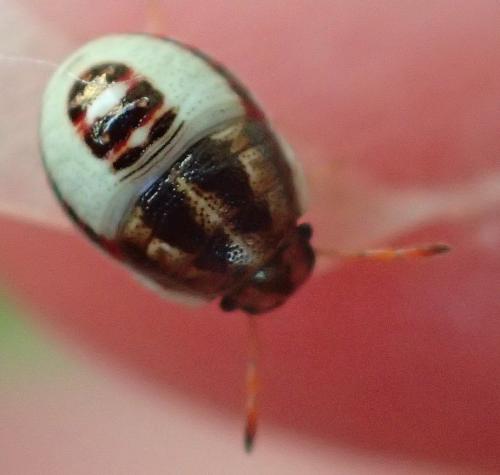 Piezodorus lituratus